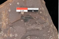 Foto (Detailsansicht) von Plantae indet. (NHMW-GEO-2024-0188-0792a)